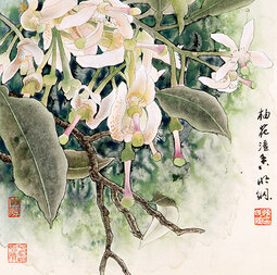柚花溢香.jpg