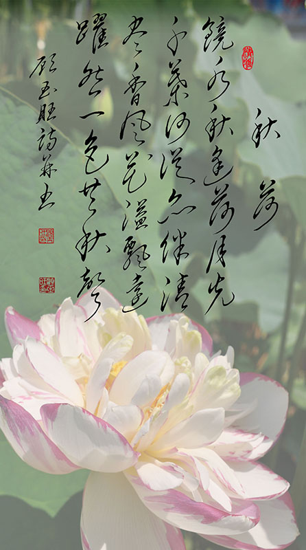 4秋荷.jpg