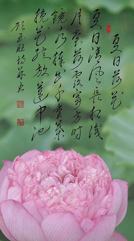 7夏日荷花.jpg