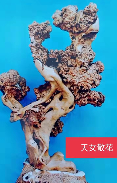 《天女散花》东桃木根，高2.30米（含底座）.jpg