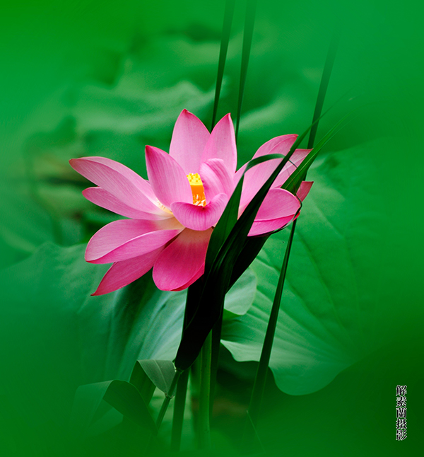 解素兰摄影作品《荷花》规格：60cmx30cm 创作年代：2010年.jpg